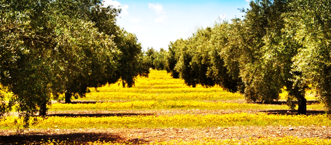 DOSAOLIVAR
